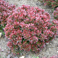      Berberis thunbergii Bagatelle